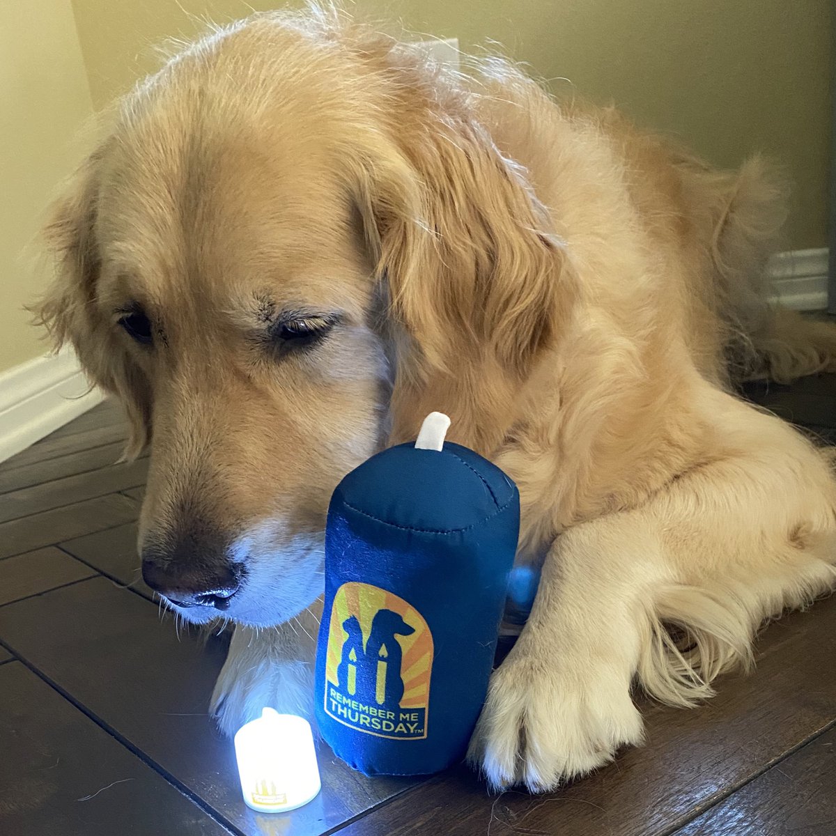 GoldenWoofs's tweet photo. Woofs! Today we honor rescue pets 🐾  join us light a candle #SeeTheLight for pet adoption 🕯💛 #RememberMeThursday @HWAC https://t.co/n8Bb1KsNUy