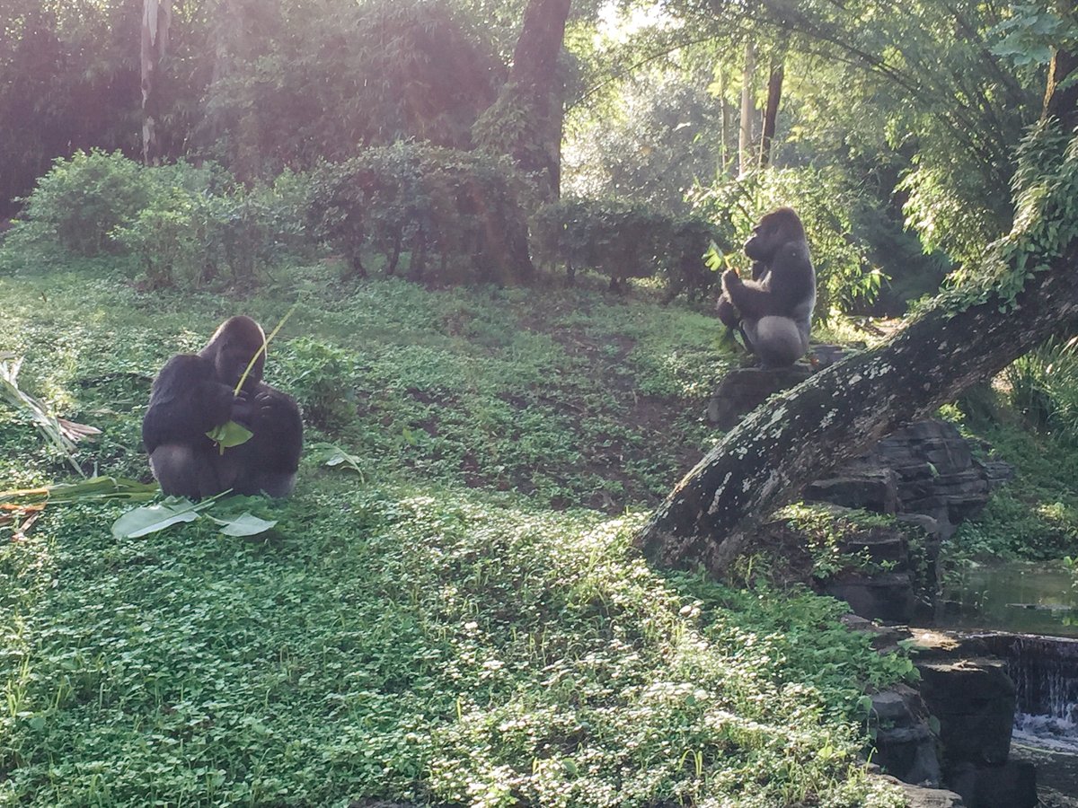 DisneyParks's tweet photo. Today is #WorldGorillaDay and we’re celebrating the troops of these intelligent, charismatic animals that call Disney’s Animal Kingdom home.  For more on #DisneyAnimals, follow Dr. Mark Penning on Instagram: https://t.co/GkHSCH95Ot https://t.co/QYE8ne8TGO