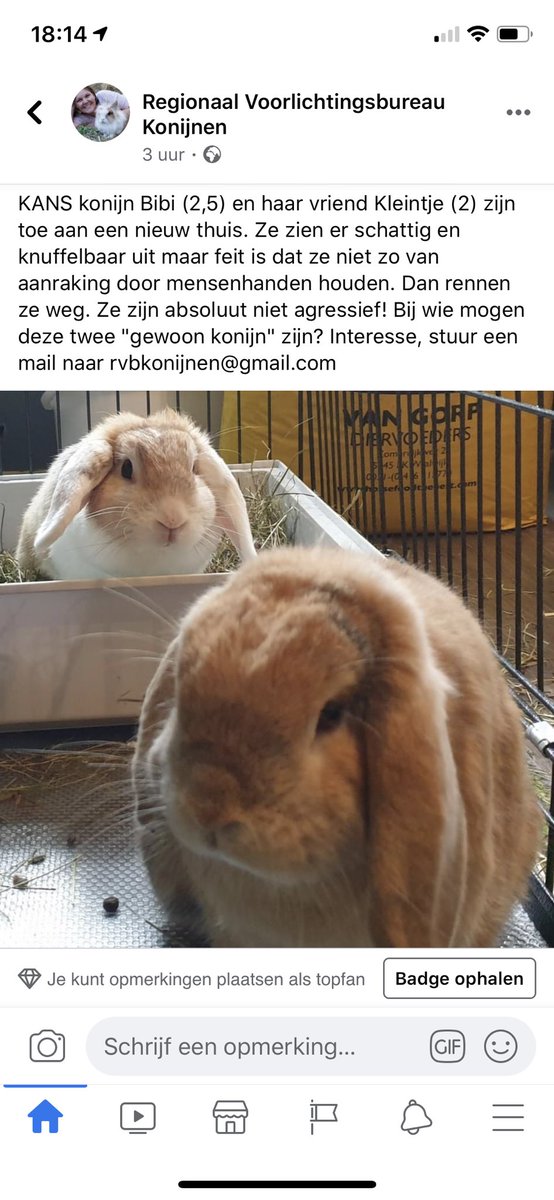 Wie heeft of weet er een goed huis waar deze konijnen gewoon #konijn mogen zijn? #adoptie
