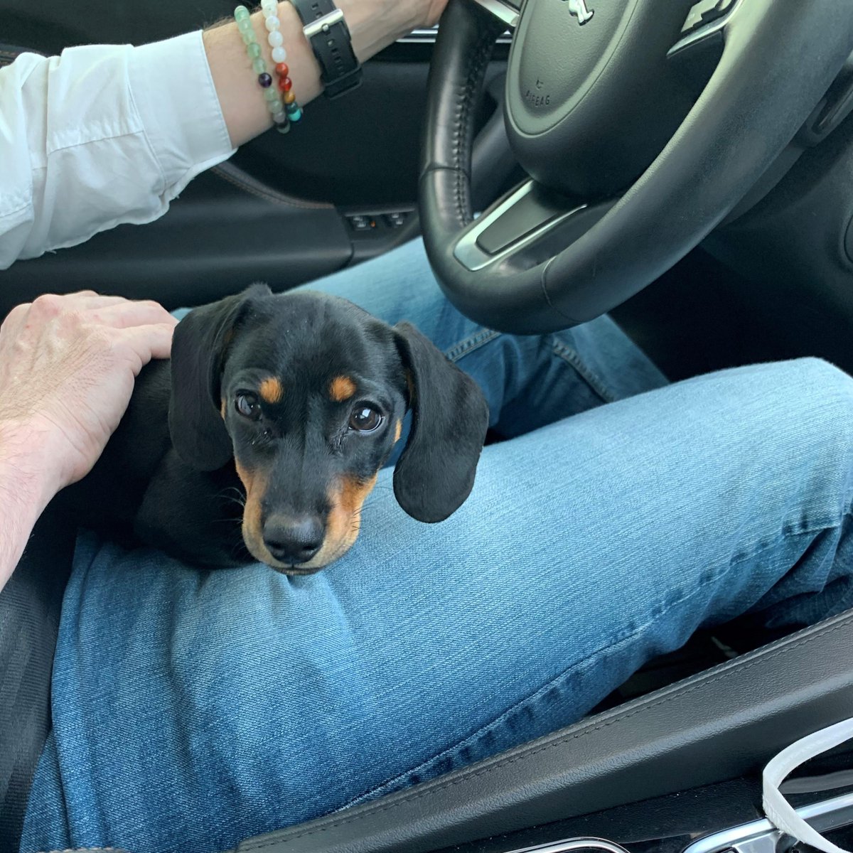 AAAColorado's tweet photo. So happy to report that Loki has been found, and returned to his rightful owner!
YAY!
#findloki https://t.co/NFwRYPPVxF