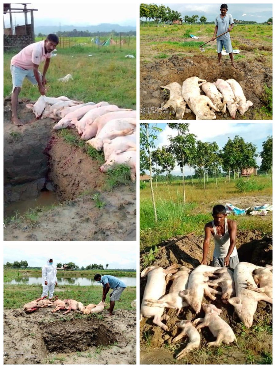 Ours is a commercial farm that has lost 280 animals and still counting - much like  #BidarvaRajkhowa da's farm in  #Lakhimur that lost over 300 animals and Rajib Boraha da's farm in  #Gohpur that lost over 200 animals. The losses are almost irrecoverable.