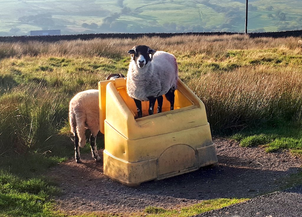 retonthenet's tweet photo. Shaun has got a new job for the winter
#saltspreading #eweknowitmakessense
#uknature https://t.co/SFxoKBAl7o