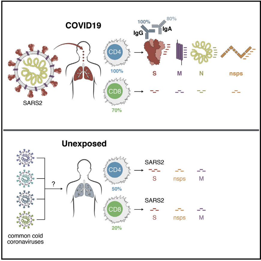5) We first showed such T cells exist in this paper, but we only SPECULATE that they may impact COVID-19 disease.  https://www.cell.com/cell/fulltext/S0092-8674(20)30610-3Even IF such a pre-existing T cell immunity exists, it would almost certainly not affect herd immunity.