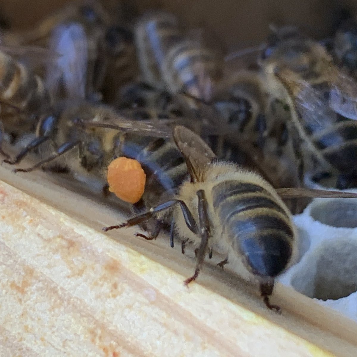 This little orange coloured plug of what looks like play dough, is actually pollen. 

Forager bees collect it in pollen pockets on their rear legs and when they return to the hive, house bees remove it and store it for autumn and winter food 🧡