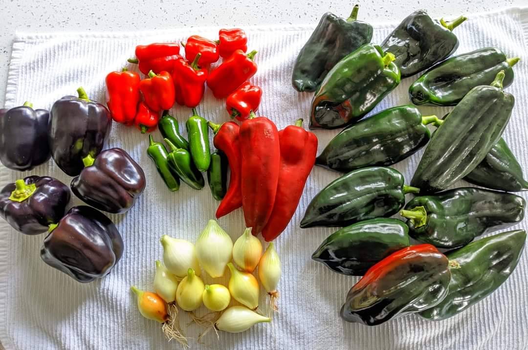 Today's harvest was an array of colors and varieties! Over 150 lbs total this year so far from our various tests.