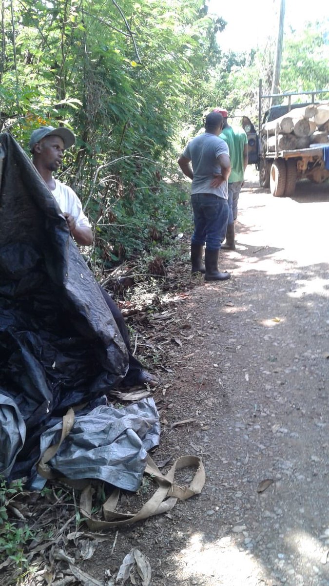 jorgesuberoisa's tweet photo. Desde hace tiempo estoy denunciando el corte ilegal de pinos y nadie hace caso en La Cumbre, entrando por El Puerto, autopista Duarte. Esto  es hoy. Cubren la carga con lonas. Ojalá el amigo Orlando Jorge Mera preste atención a lo que denuncio. Antes no hubo reacción. https://t.co/bmEokFW8tl