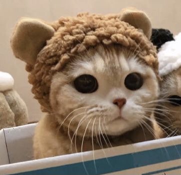 ˘͈ᵕ˘͈