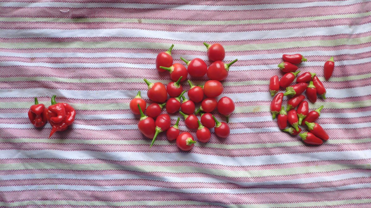 motli's tweet photo. Kleine Chiliernte von drei Pflanzen. #chili https://t.co/mlbID3maYW