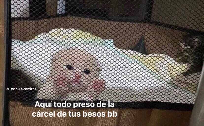 En este perfil amamos las canciones de José José