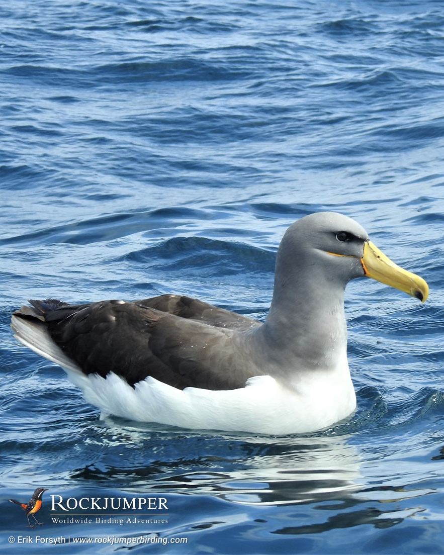 RockjumperTours's tweet image. PHOTO OF THE DAY! #RJPOTD! Chatham Albatross, entirely confined as a breeder to Chatham Island off New Zealand. Join our RJ team for a cruise from New Zealand where you can find this wonderful species.  #RockjumperBirding #ZeissBirding @ZeissNature

l8r.it/9CyW