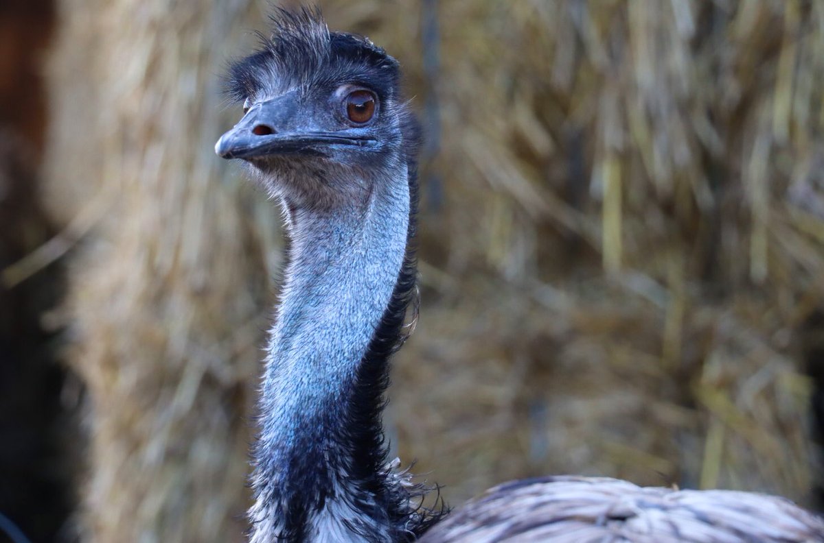 Farmily_buckets's tweet photo. It was so strange seeing our emus walking around the farm, but it wouldn’t be the same without them looking over my shoulder on my coffee break, or tapping at the window. 
#caenhillcc #emu #rodneytheemu #farmfeature #farmfriends #unusualfarmanimals https://t.co/iZKPIkfuWn