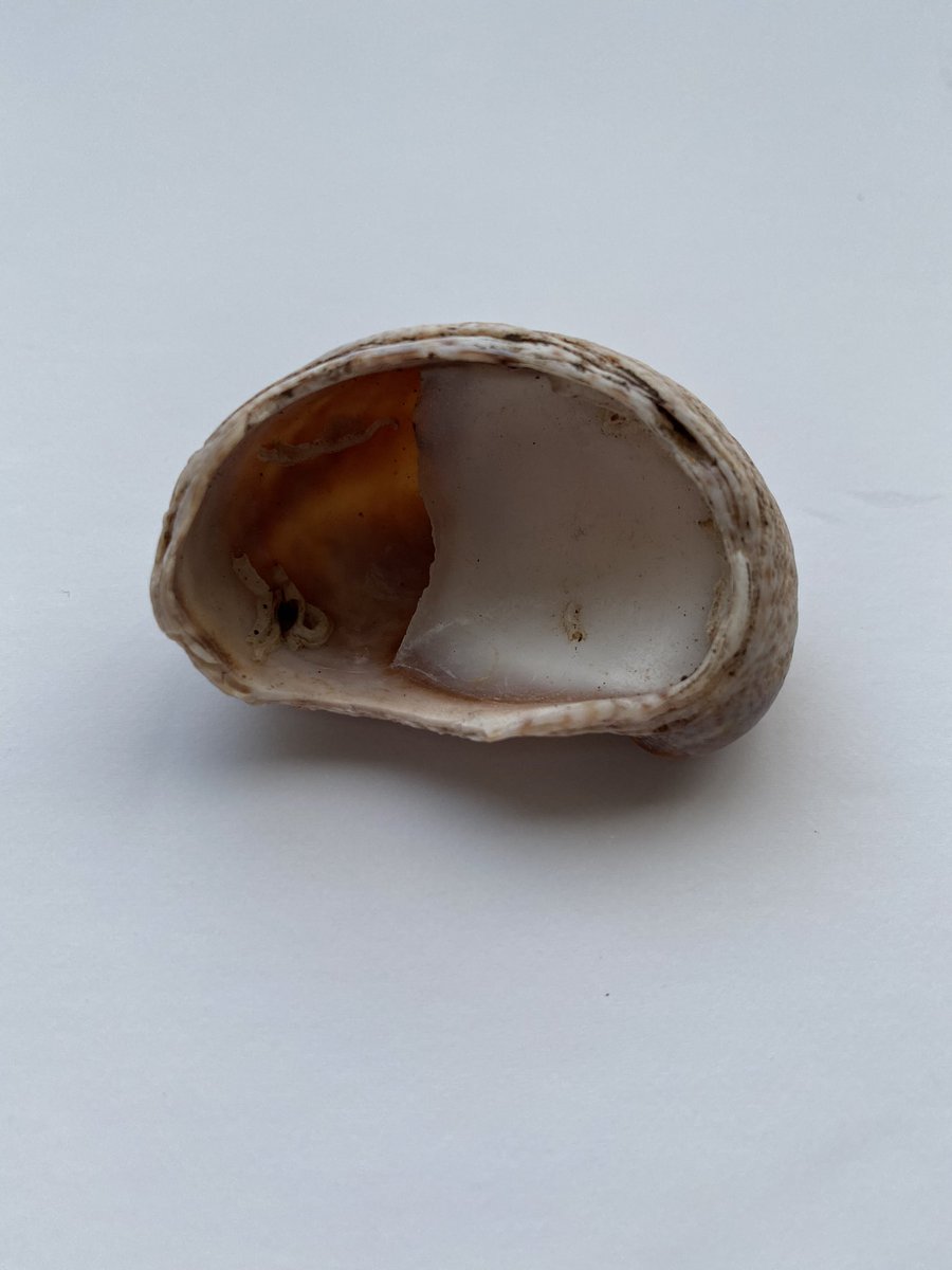 TheMummyReport's tweet photo. Hello @Dean_R_Lomax I’m sorry to be pestering you again, but you are our favourite fossil person 😀 I just found this in our drive (it is gravel) we have found quite a few gryphea and belamnites amongst the stones - this is confusing me! A fossil / present day shell? Many thanks! https://t.co/bLvDivPLeR