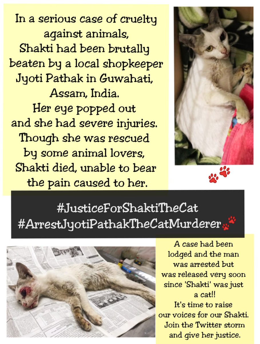 kashyap_tiana's tweet photo. #JusticeForShaktiTheCat
#ArrestJyotiPathakTheCatMurderer
@PMOIndia @CMOfficeAssam @peta @PetaIndia @Manekagandhibjp @HSIGlobal @IndiaHSI @assampolice @bhargsetusharma @AnimalAid_India @ABPNews @republic @atanubhuyan @NANDANPRATIM @DDNewslive @DDNewslive @DY365 https://t.co/SGwcUsm8QR