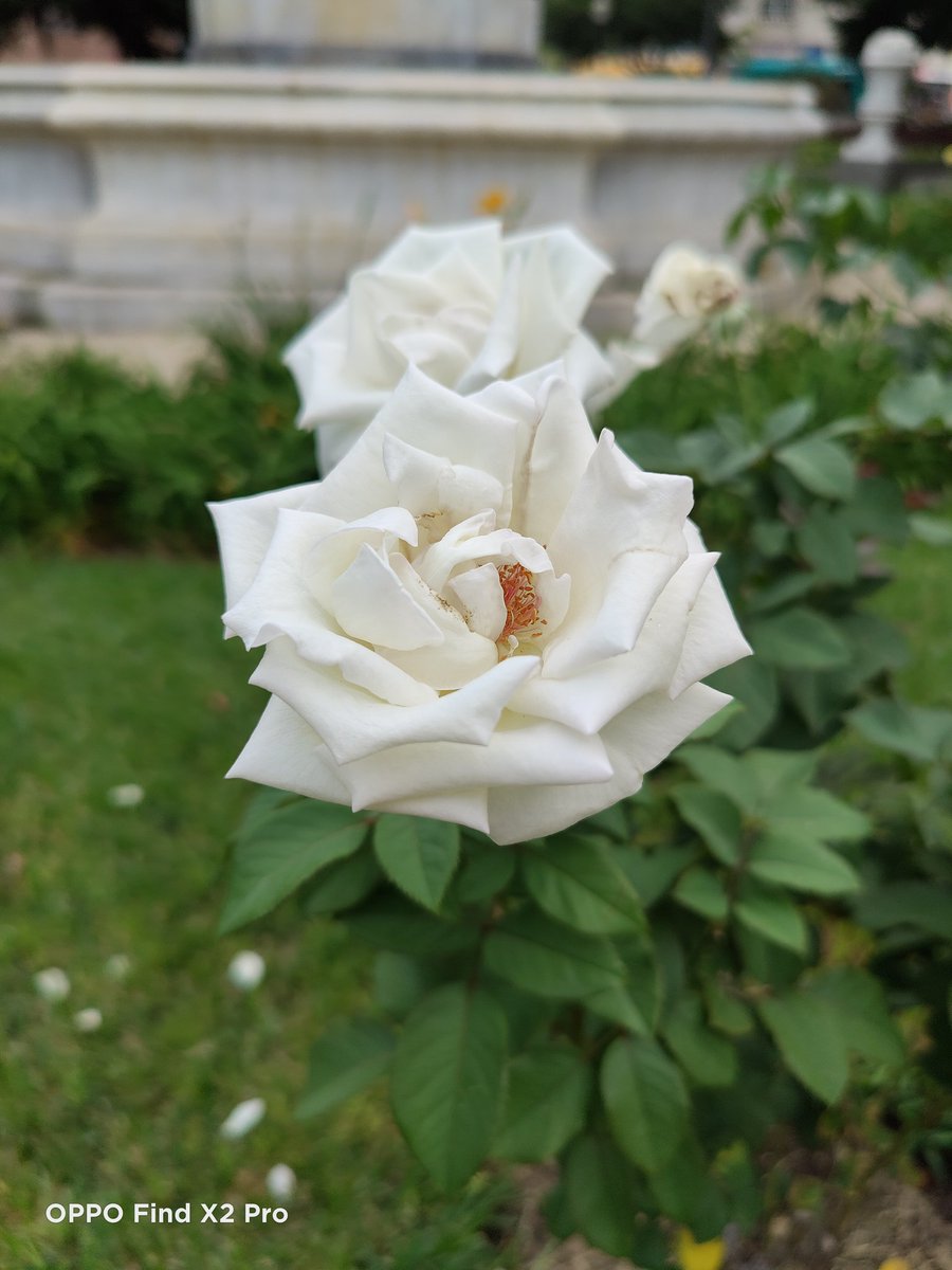 toniniebla33's tweet photo. Me gusta mucho la cámara de #Oppox2Pro https://t.co/nRewxLuxEr