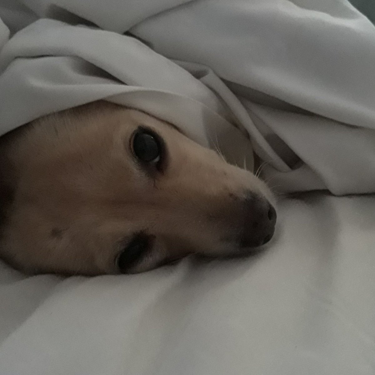 Lying here thinking of you. #Tater_Nicole 
@totallybothered <a href="/Grumbuncle/">Grumbuncle</a>