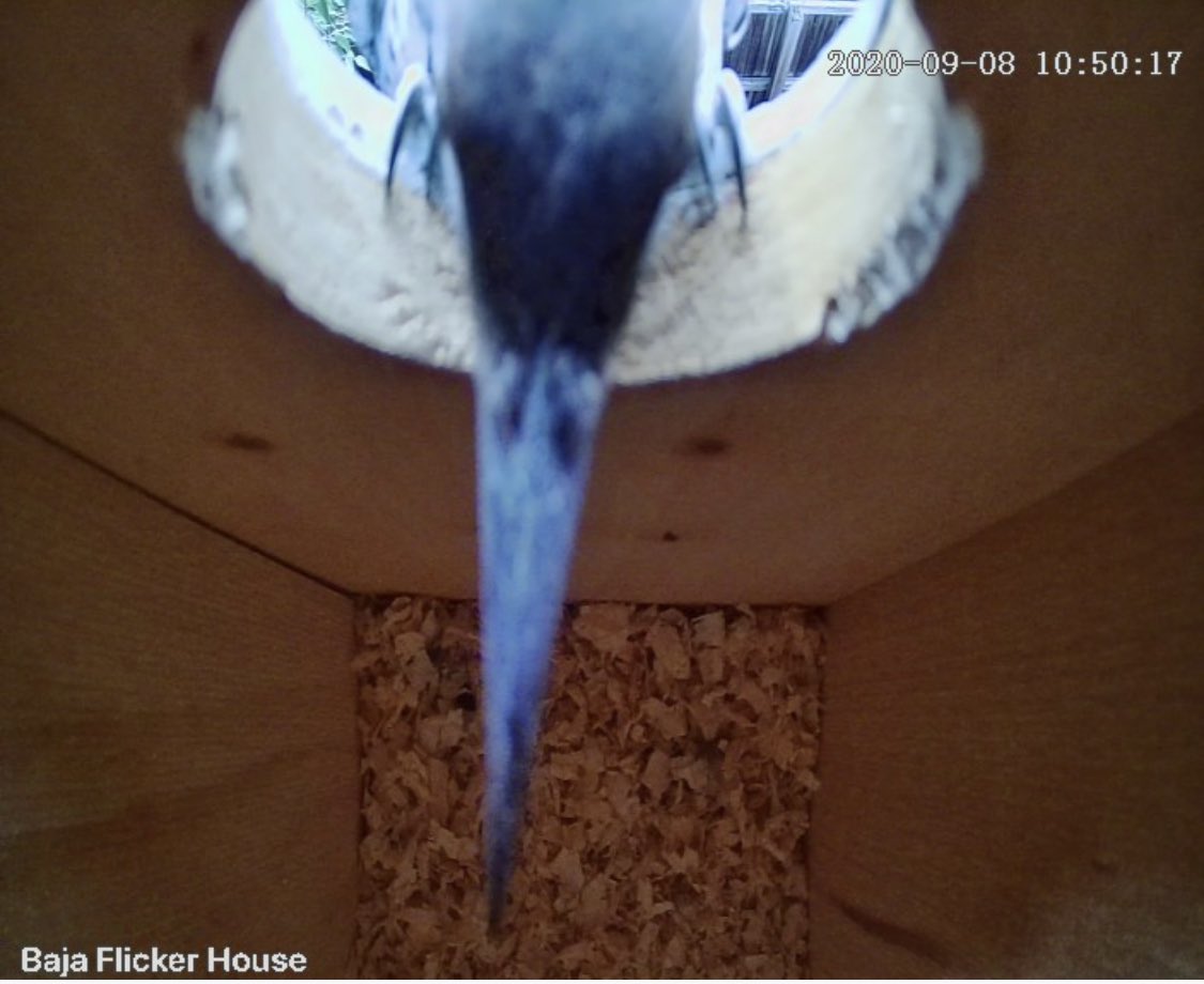 Flicker came back to the nest box for a midday visit... and made some CHANGES