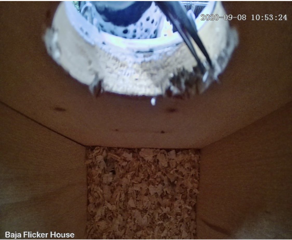 The flicker decided to redo the nest box opening. Sharp edges are OUT this season