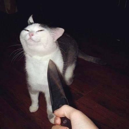 NeroAnarchia's tweet photo. Mood. https://t.co/oYSlsaRFcc