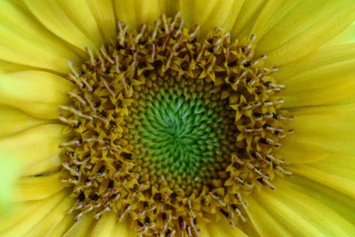 inglis_ali's tweet photo. Quick try of new kit 📸 #sunflower #macro #macrophotography #flowers #nature #thephotohour #nikond3500 #nikonmicro #snapbridge https://t.co/rSY5pUnDF1
