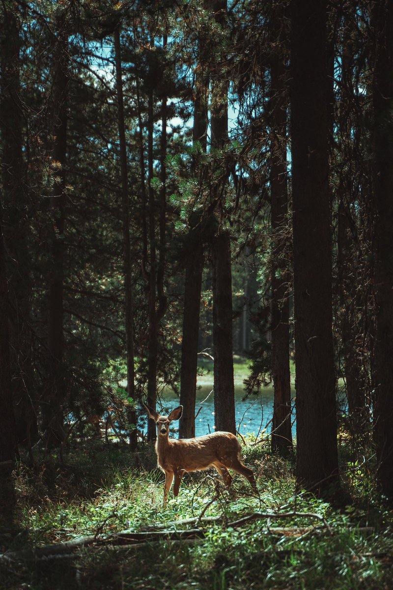 Samferg12's tweet photo. Grand Teton National Park, shot on a Sony A7III with a Tamron 28-75, and Sigms 100-400 https://t.co/8Vwb0zOoFf