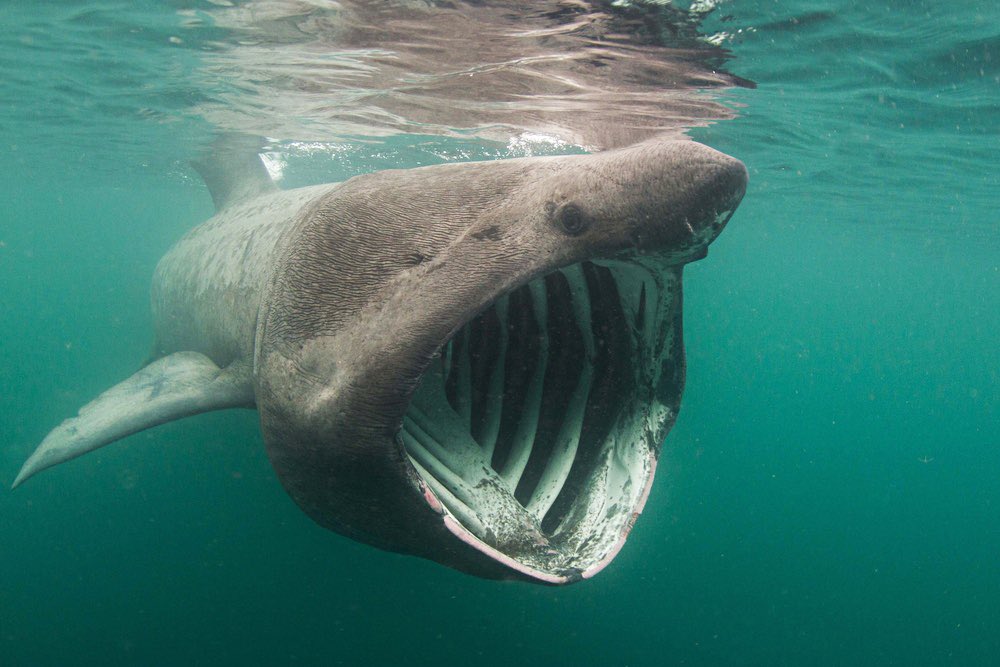 Самая жуткая акула. Большая акула Cetorhinus Maximus. Баскинг Шарк. Баскинг Шарк акула. Гигантская акула (basking Shark).