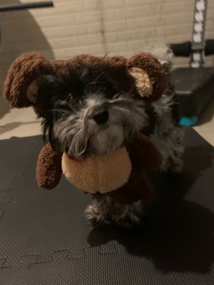 Stephaniesancar's tweet photo. 🥺🐻 mini me https://t.co/WMaHjA2CvJ