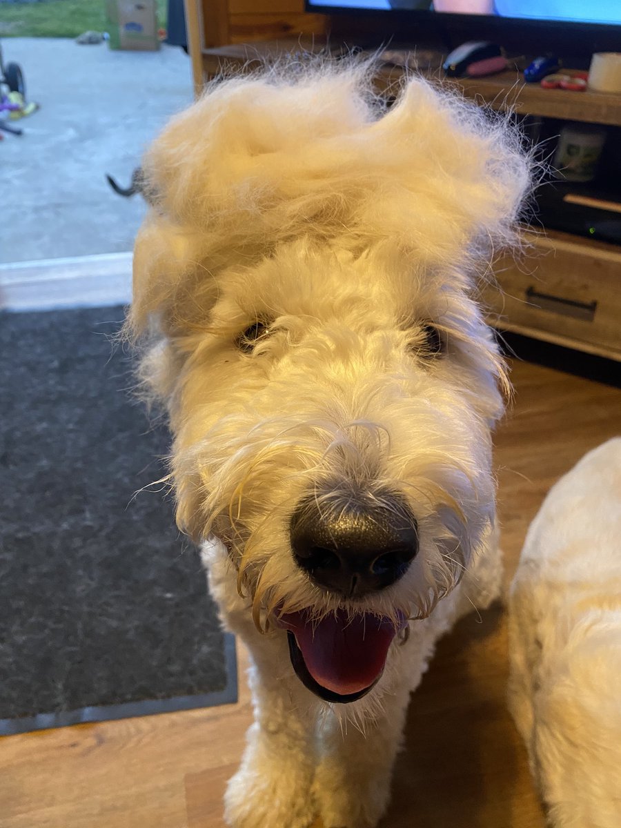 therapy_jake's tweet photo. DogMom brushed me tonight and decided to use my fur to make Flo a wig. Iβm slightly concerned that she looks like she is running for re-election as President of the Doodles. #election #whyme #Doodles #stylemeupchallenge @DoodleNessa @dogcelebration @dogandpuplovers https://t.co/b3IH1fJqix