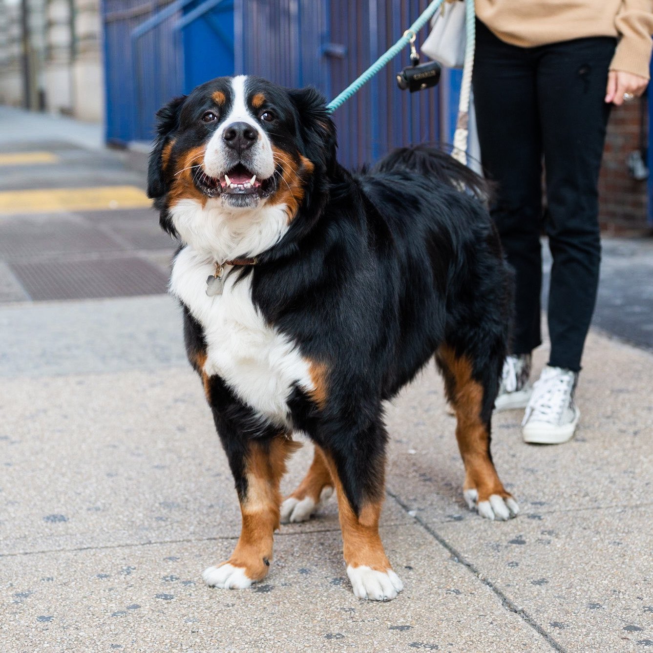 Chilibern bernese hotsell mountain dog