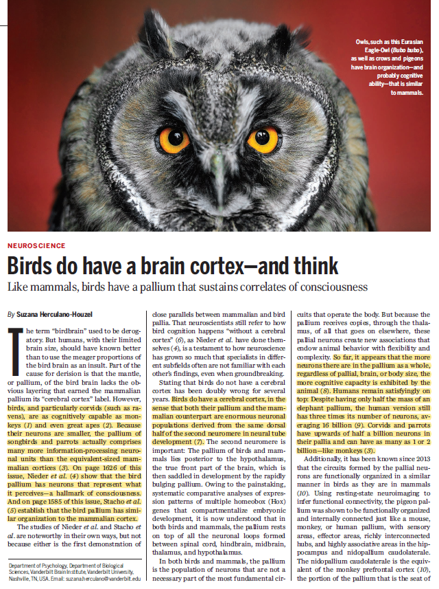 SteveStuWill's tweet photo. Bird Brains

🐦 Some birds are as smart as monkeys or apes
🐦 Because their neurons are smaller, some have many more neurons than same-sized mammals
🐦 Birds have neurons that represent what they perceive – a tell-tale sign of consciousness

https://t.co/VwOCEIApMB https://t.co/weWBIOuO1h