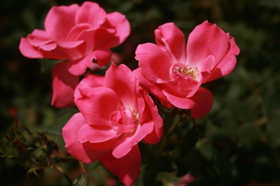 Ruberg  Gerrie tweet media