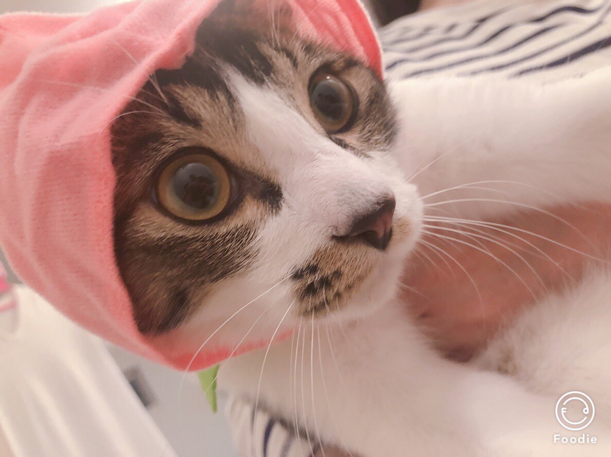 るりれ くろみつ もっとご飯食べないと大きくならないよ ごま ランチョンマットがないと ご飯食べられないの まめ ご飯残した 病気なの 我が家の猫達のご飯事情 保護猫 猫好きさんと繋がりたい さび猫 キジ白 シャムミックス