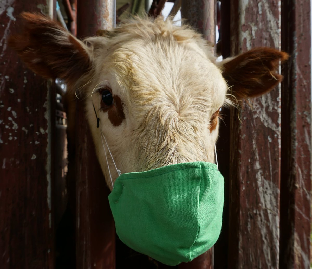 FarmerHealth's tweet photo. This week #SnapshotRuralVic wants to see your #masksonfarm. Simply post your photo in our Facebook group - https://t.co/nSYp1QJSC4 - and go in the running to win weekly prizes! #farmerhealth #covid #maskup Thanks to Jane from Coleraine for submitting this great snap! ๐ฎ๐ท https://t.co/jYvwKc5Cqx