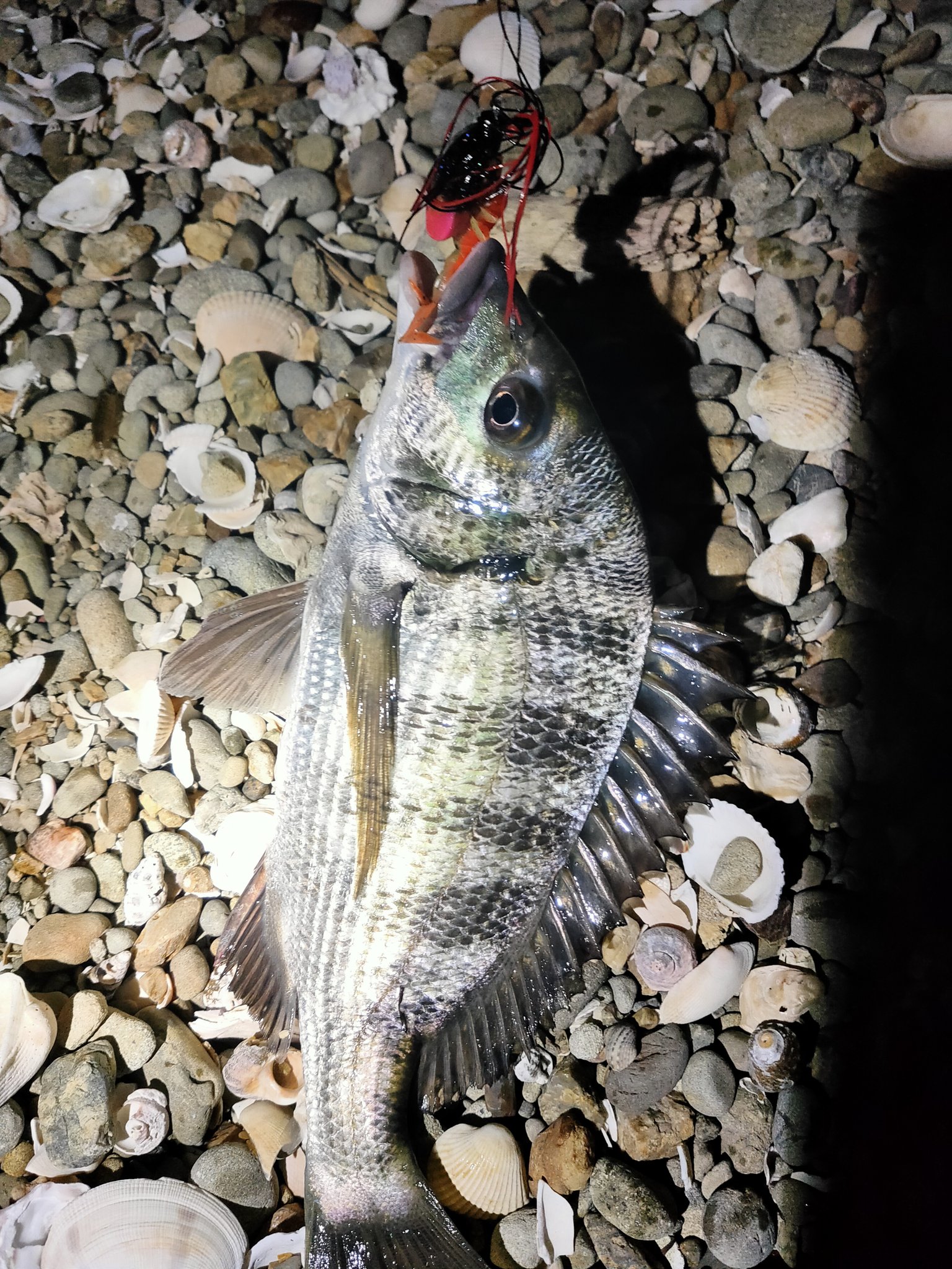 釣りメンぱぱ 夜はフリーリグってどう使うのかわかりません クレイジーフラッパー買ったのに 笑 奥浜名湖で30cm程度のクロダイ2尾を連れてきてくれたのは やっぱりネガカリノタテでした 数もサイズも下がってます チニング 静岡県 浜名湖 チヌ