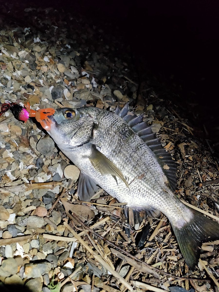 釣りメンぱぱ 夜はフリーリグってどう使うのかわかりません クレイジーフラッパー買ったのに 笑 奥浜名湖で30cm程度のクロダイ2尾を連れてきてくれたのは やっぱりネガカリノタテでした 数もサイズも下がってます チニング 静岡県 浜名湖 チヌ 釣りメンぱぱ 夜はフリーリグってどう使うのかわかりません クレイジーフラッパー買ったのに 笑 奥浜名湖で30cm程度のクロダイ2尾を連れてきてくれたのは やっぱりネガカリノタテでした 数もサイズも下がってます チニング 静岡県 浜名湖 チヌ