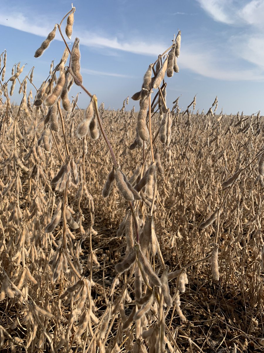 Get to know the Bean of the future!  Gold Country 2049XF!  This seed field is west of Redwood Falls and looks fantastic.  Contact your Gold Country Seed Dealer to learn more. #Expectedsoon  <a href="/BayerTraits/">Bayer Traits & Systems</a>   @goldcountryseed