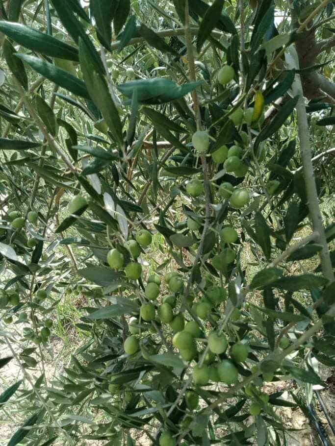 iFarmPk's tweet photo. Lawa Olives: First harvest at Noorabad Lawa Farms. https://t.co/sLxznuYjaN