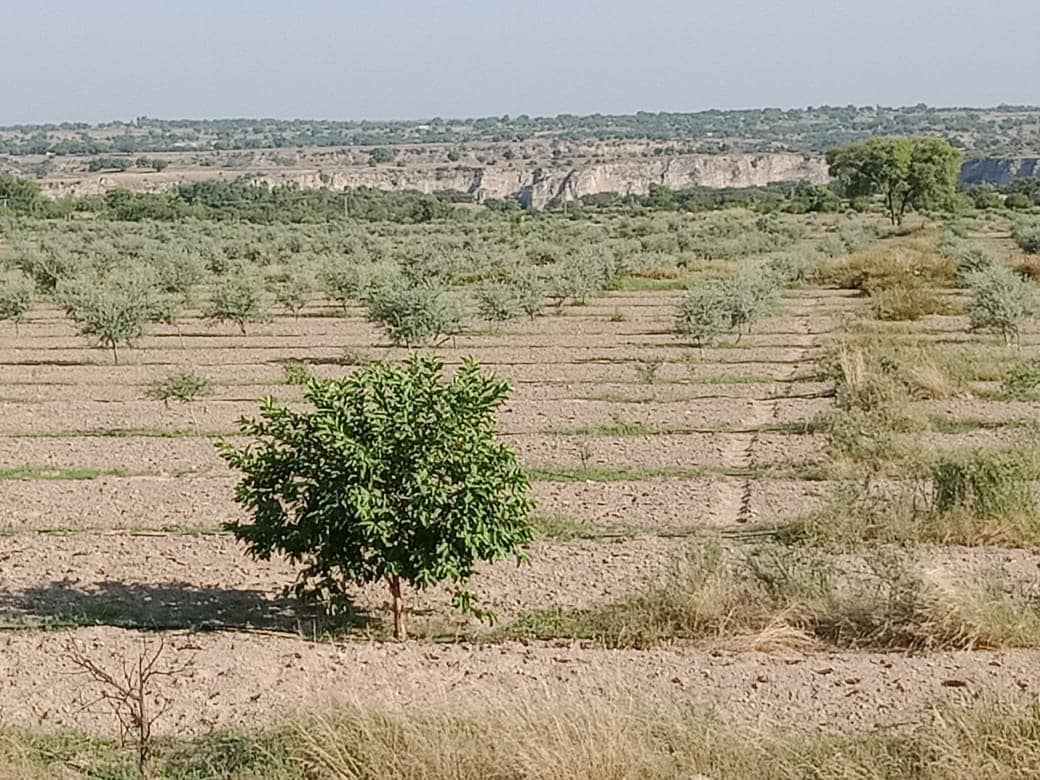 iFarmPk's tweet photo. Lawa Olives: First harvest at Noorabad Lawa Farms. https://t.co/sLxznuYjaN