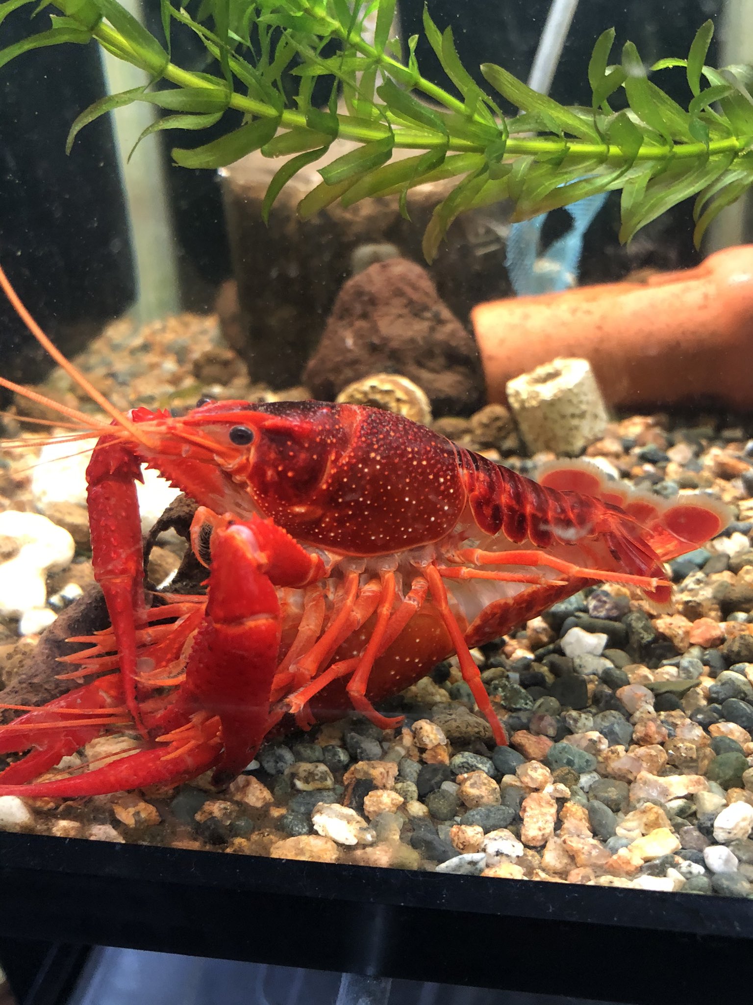 ざりがに本舗 次はイベント出展はアクアリウムバス9月11日です Twitterren ザリガニ規制について ニホンザリガニとアメリカザリガニは規制対象外です よってアメリカザリガニ改良品種 タイゴースト コバルト シザー ｂｋ Gk ナイトメア ブルームーン