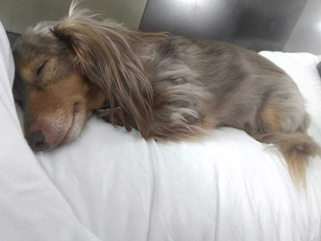 TricksyTricksy's tweet photo. @GimmickAccsOOC I sing this to my dog. D: Beautiful beautiful beautiful, beautiful Blurrrrr. https://t.co/EBnzGm9UfC
