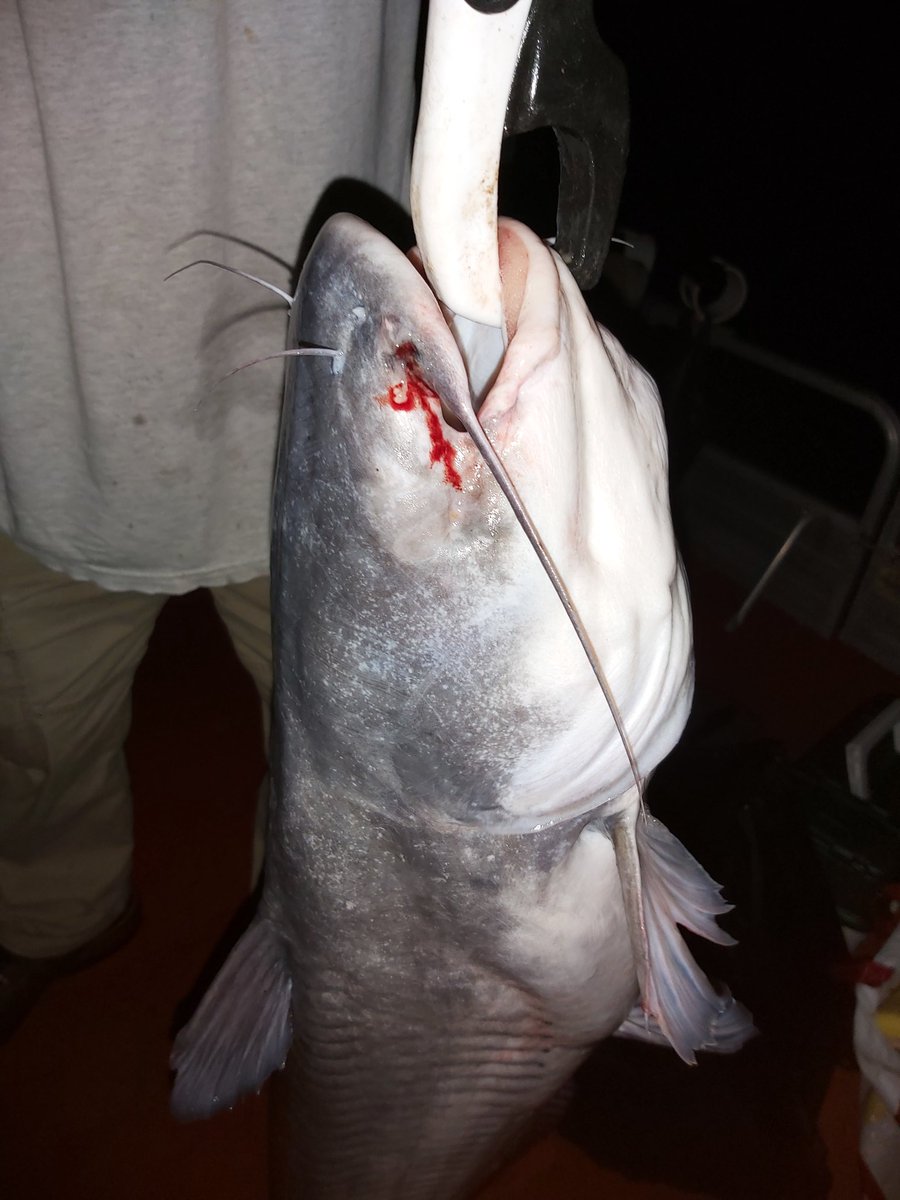 DCatfishing's tweet photo. DSC Crew makes another interesting catch. Does anyone see what this big blue is missing? https://t.co/ypE6NJauzQ