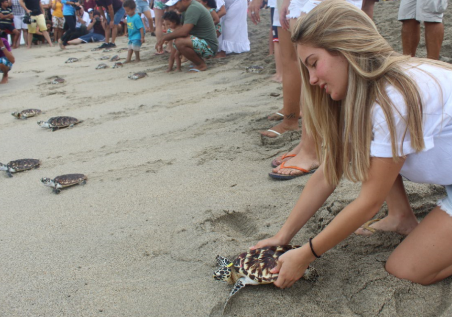 DaabonOrganics's tweet photo. #TBThursday Hoy recordamos el día que de la mano con #acuariomundomarino ayudamos a la liberación de 7️⃣0️⃣0️⃣ tortugas marinas, una jornada que sin duda alguna quedó guardada en la memoria de las personas que nos acompañaron en está linda experiencia.
#daabon #terlica  #liberacion https://t.co/r1GJTTxrQ6
