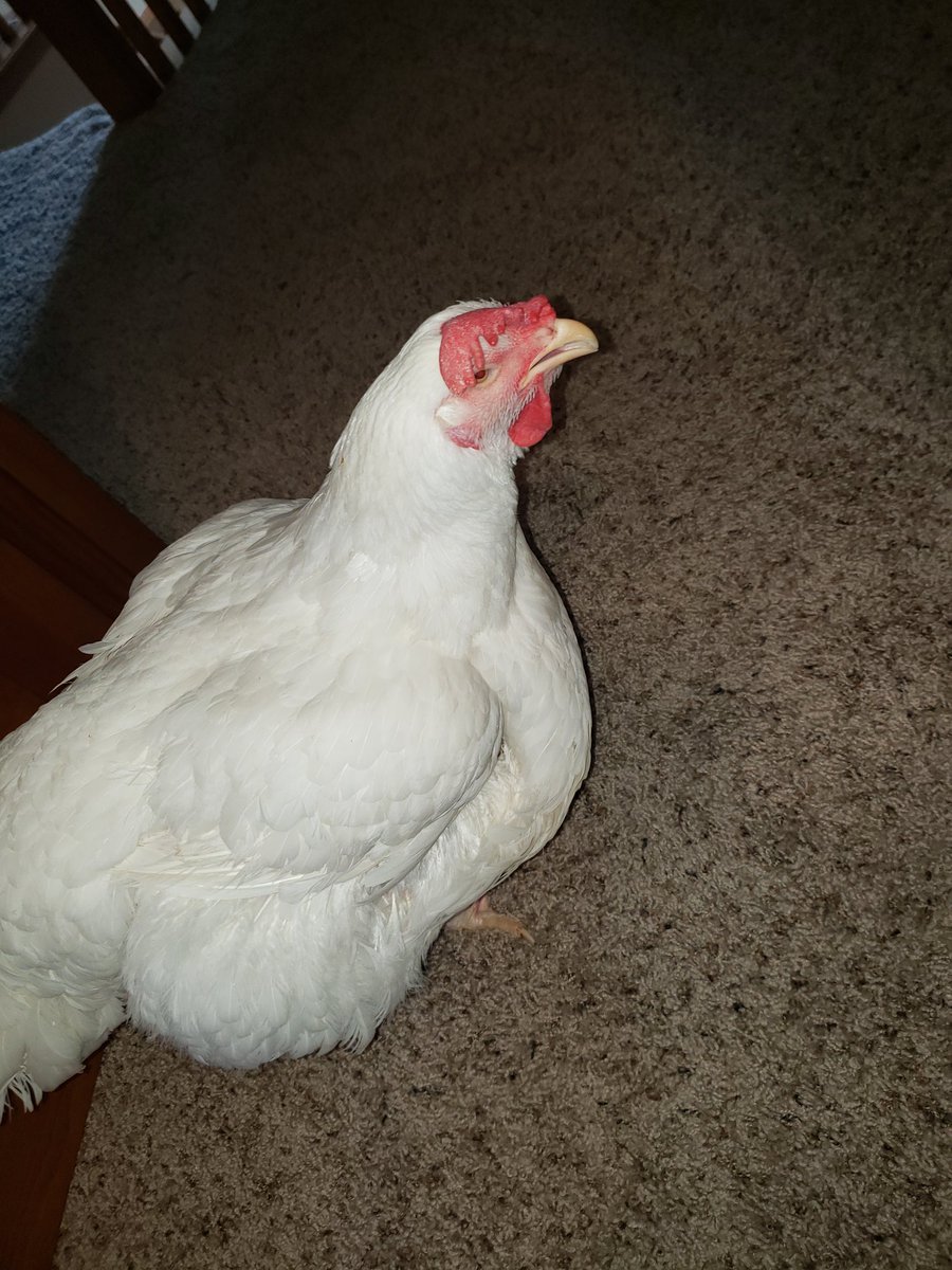 Mrs. Kocimski tweet media