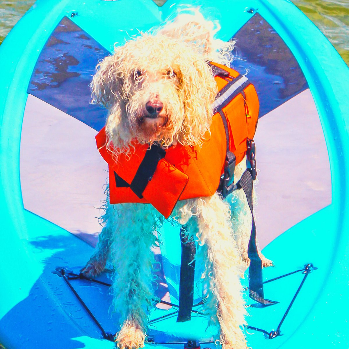 YupSupLife's tweet image. Do you take your #doggo on your #paddleboardingadventures! #mansbestfriend #lifewaterhappy #dogslife #paddledog #thursdayvibes #livingthedream #paddleboarding #lovewater #ThrowbackThursday