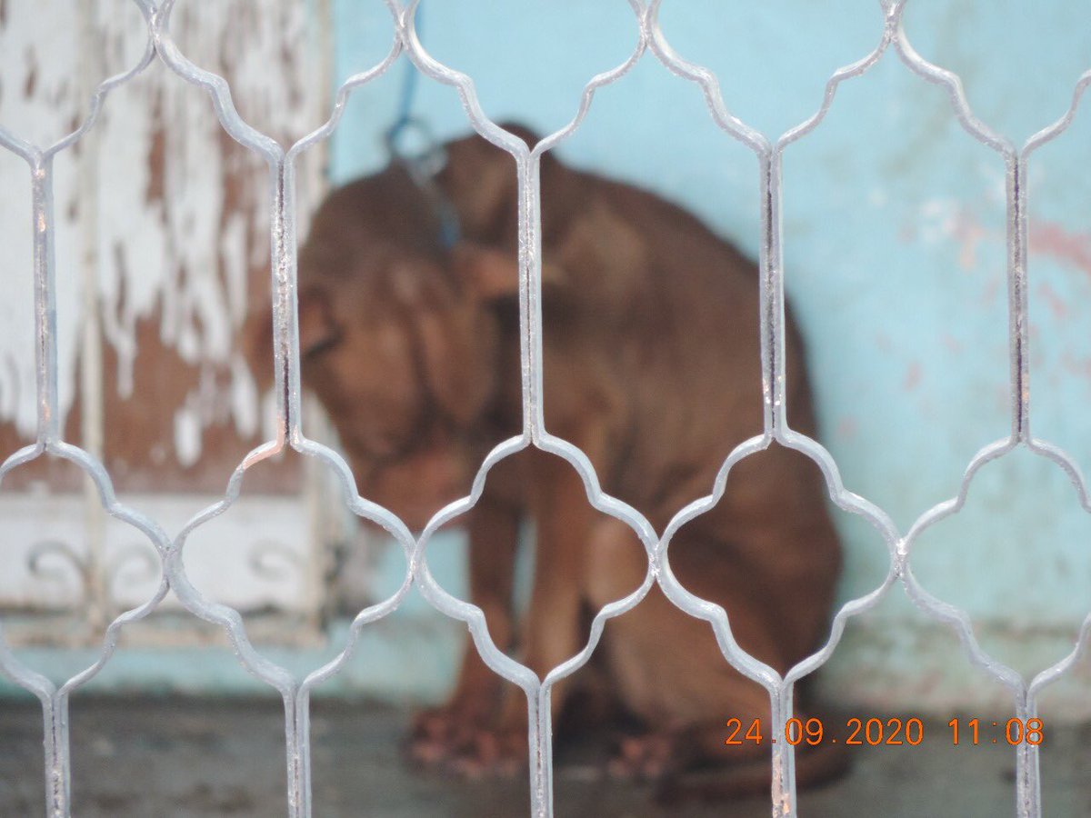 segoviasan's tweet photo. Urgimos a @propaem_sma a atender la denuncia 3579 en #Ecatepec. Este animal está en condiciones terribles y si no se actúa de inmediato morirá. ¿Será que @FiscalEdomex @FiscaliaEdomex pueda intervenir? ¿Alguna autoridad que ayude? #BastaDeImpunidad https://t.co/6lZzz7ZbwI