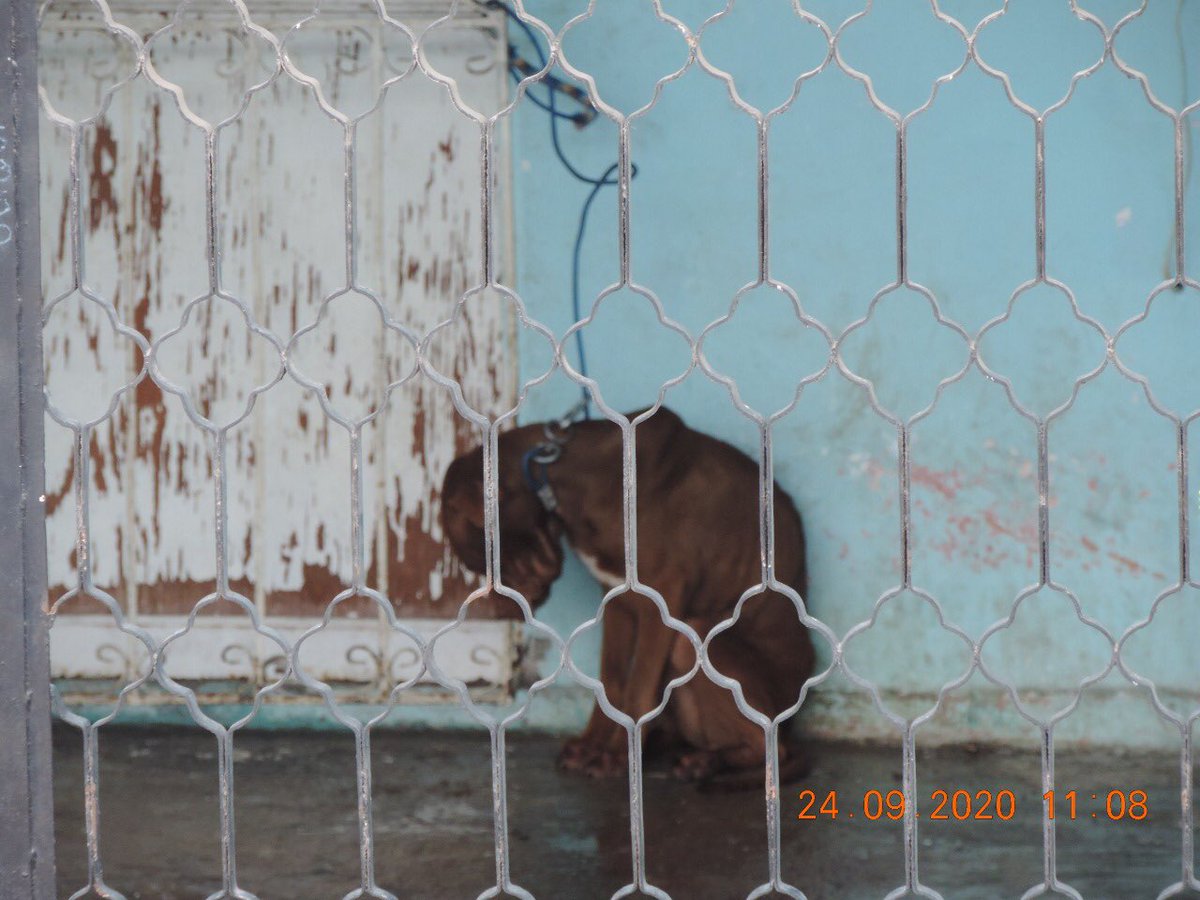 segoviasan's tweet photo. Urgimos a @propaem_sma a atender la denuncia 3579 en #Ecatepec. Este animal está en condiciones terribles y si no se actúa de inmediato morirá. ¿Será que @FiscalEdomex @FiscaliaEdomex pueda intervenir? ¿Alguna autoridad que ayude? #BastaDeImpunidad https://t.co/6lZzz7ZbwI
