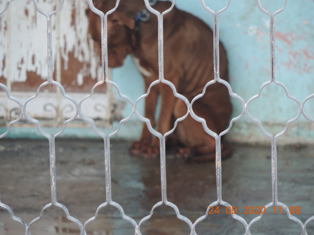 segoviasan's tweet photo. Urgimos a @propaem_sma a atender la denuncia 3579 en #Ecatepec. Este animal está en condiciones terribles y si no se actúa de inmediato morirá. ¿Será que @FiscalEdomex @FiscaliaEdomex pueda intervenir? ¿Alguna autoridad que ayude? #BastaDeImpunidad https://t.co/6lZzz7ZbwI