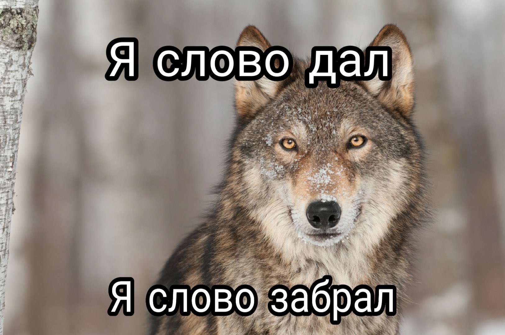Волк волку волк Мем