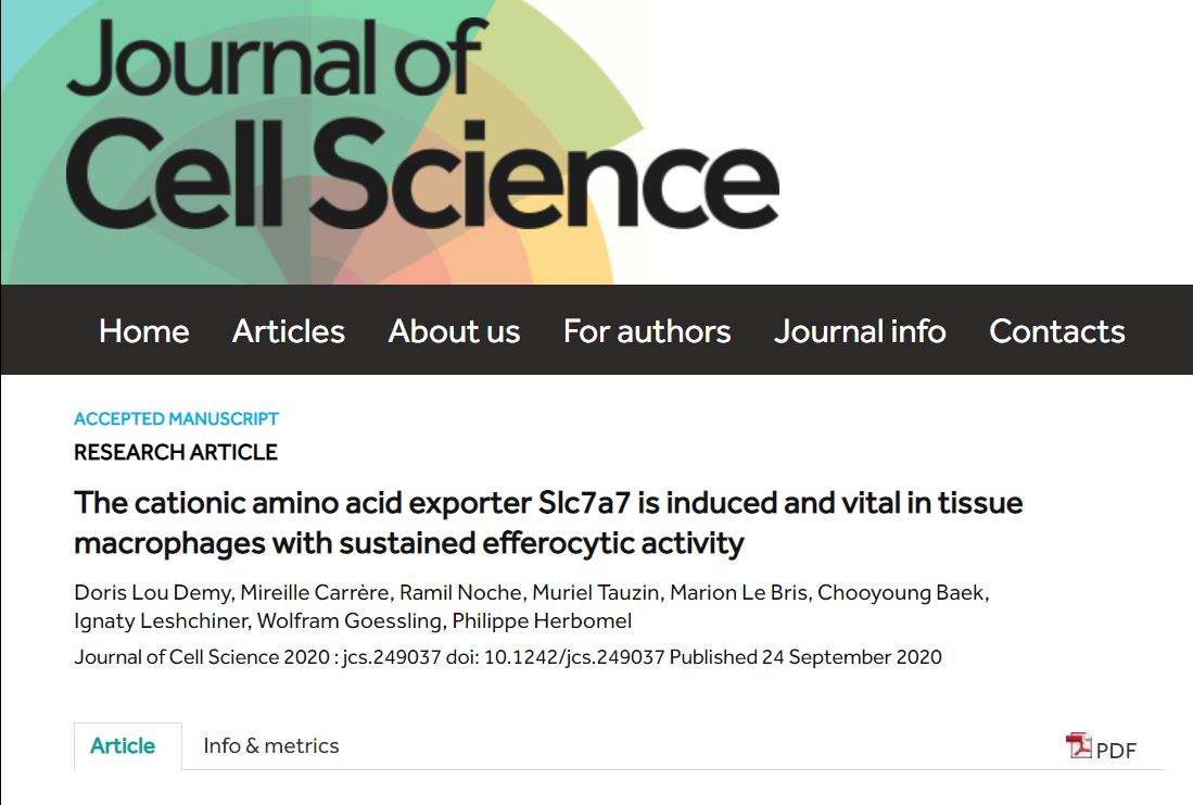 docnitephd's tweet image. My co-first author/Our paper is now out in J Cell Science
The cationic amino acid exporter Slc7a7 is induced and vital in tissue macrophages with sustained efferocytic activity
jcs.biologists.org/content/early/…