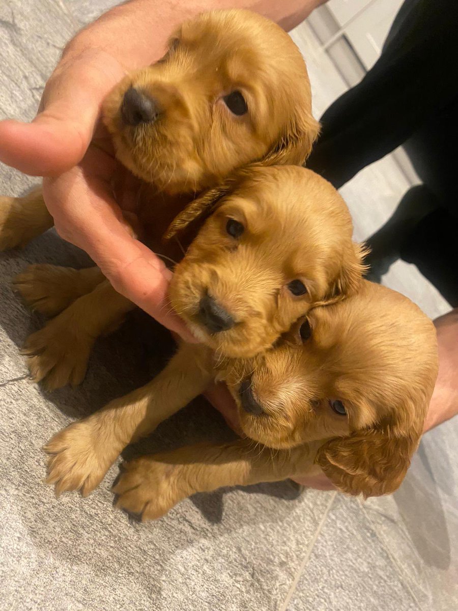 Lady Michelle Mone tweet media