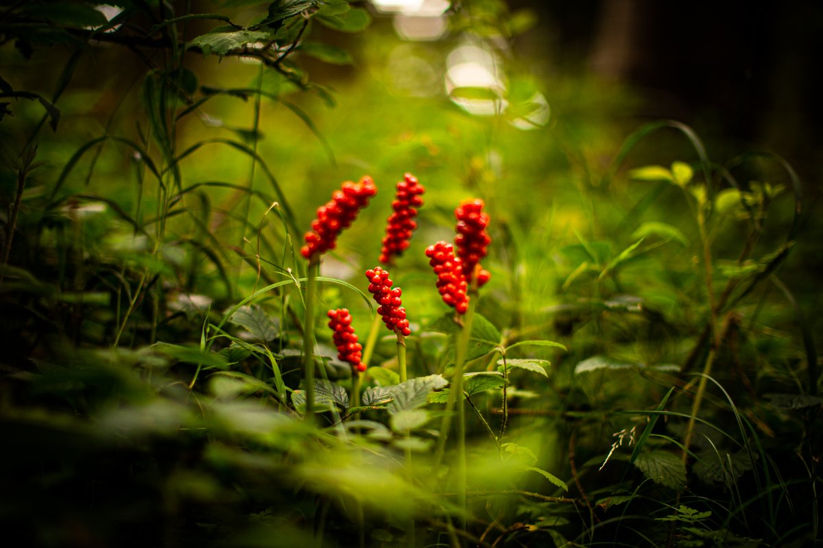 davidgerulis's tweet photo. I look at how creation happens in nature and it continues to amaze me each time.

So much contrast:
Green and red.
Stillness and movement. 
Life and death.
Perfect harmony.

#harmony #stillness #photography #ireland #nature https://t.co/poVWPh7VfG